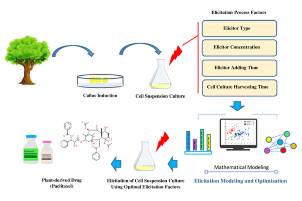 cell suspension culture