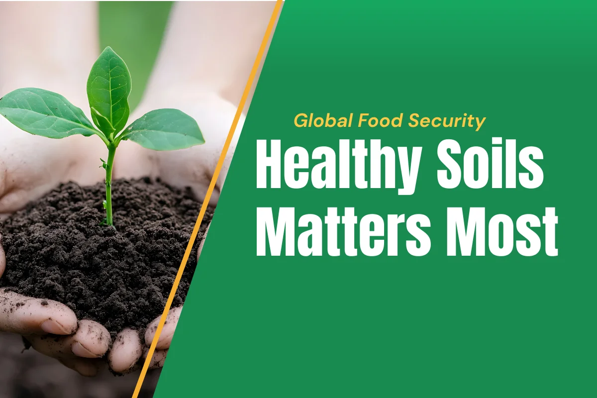 importance o healthy soil