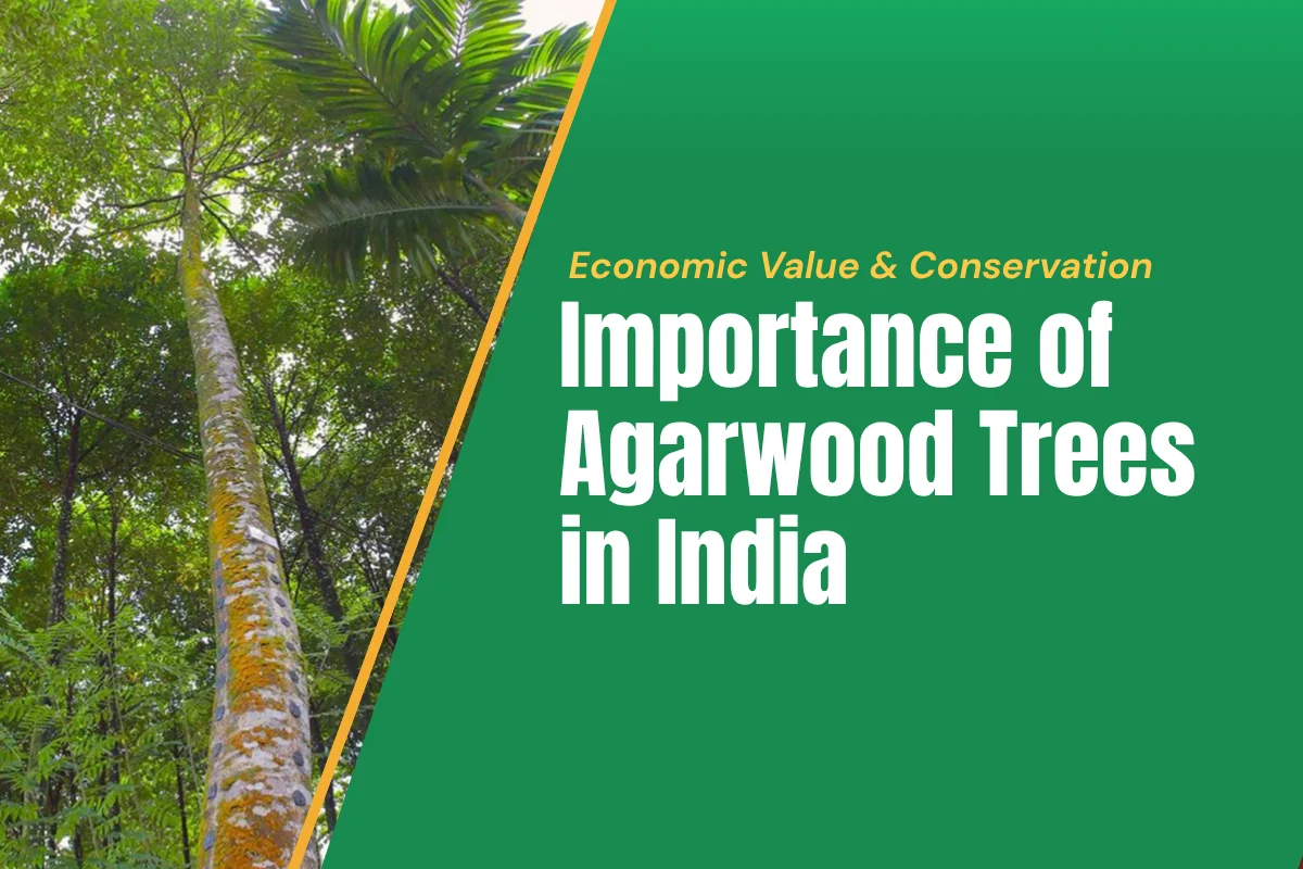 Importance of Agarwood Trees in India